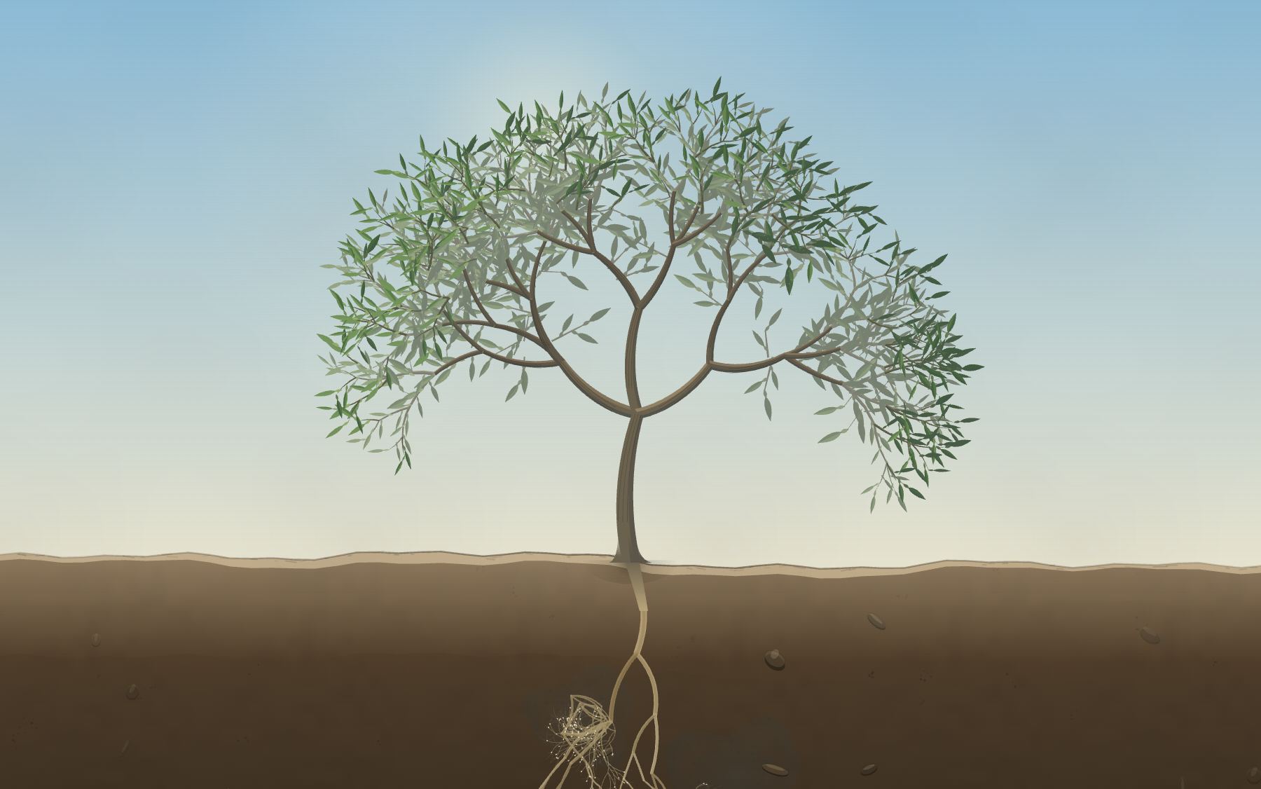 The orange tree with a full canopy, in daylight