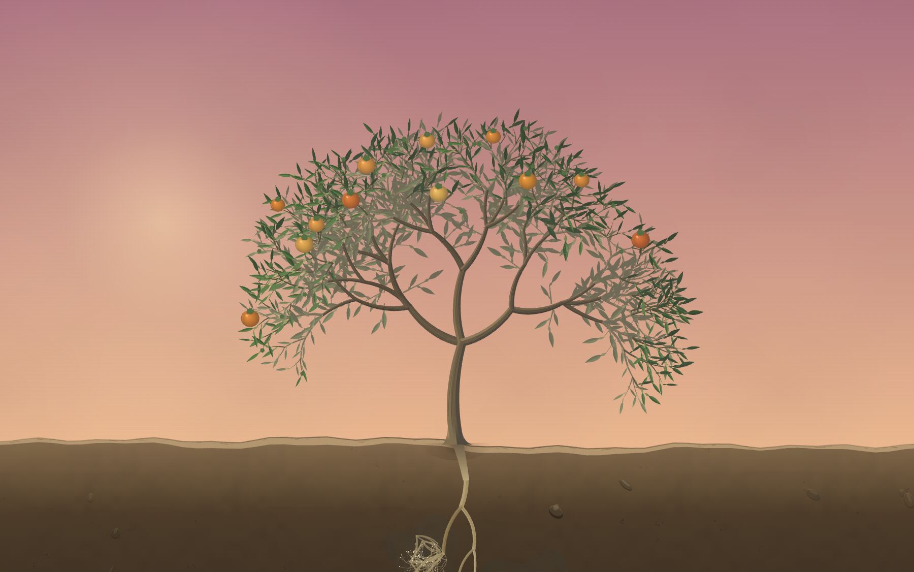 Fruit turning from green to orange in the canopy