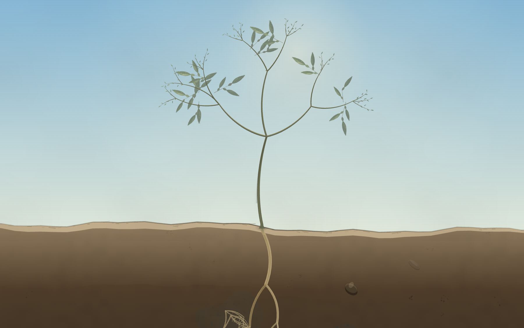 The young tree, still without flowers