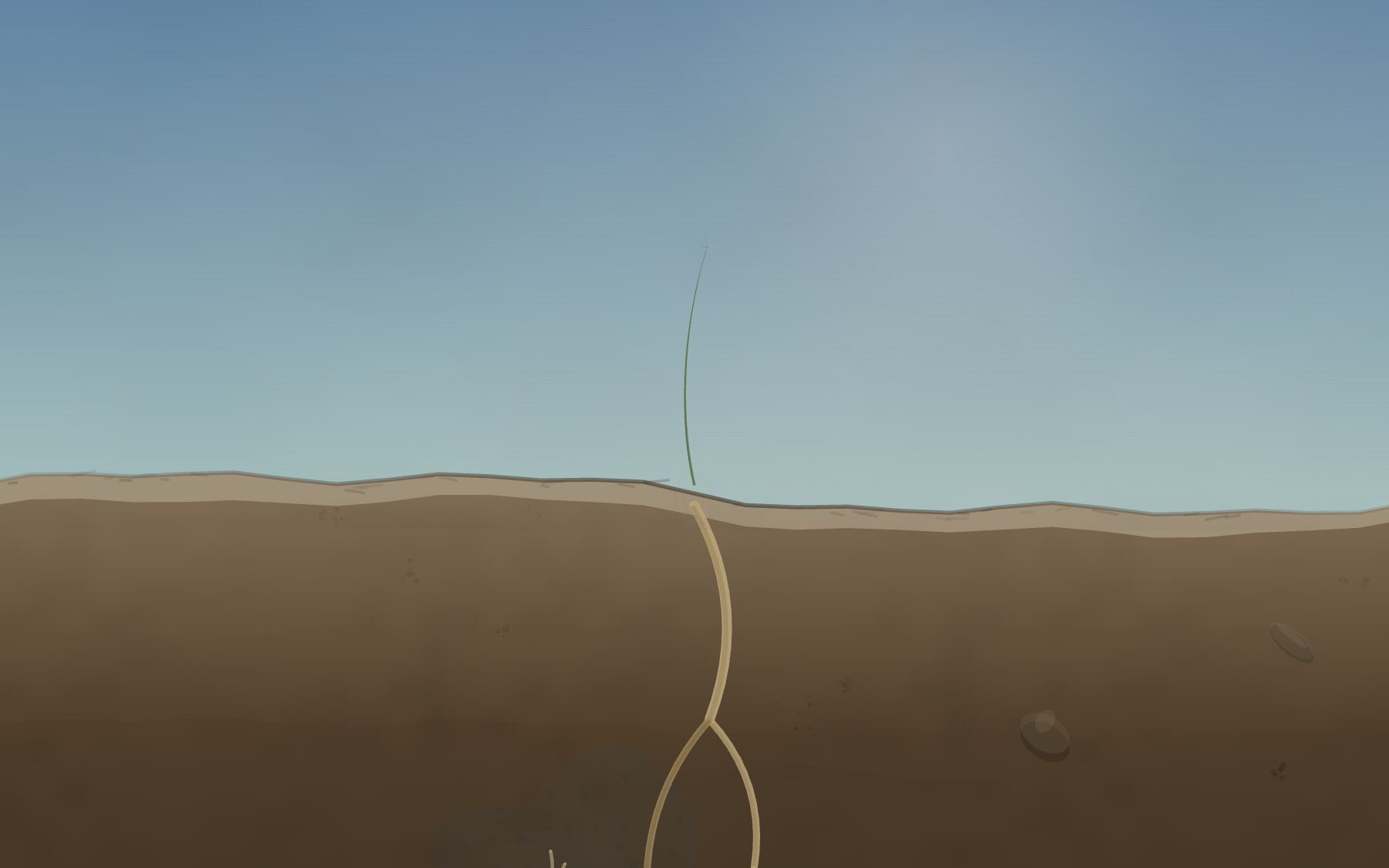 The root system below ground